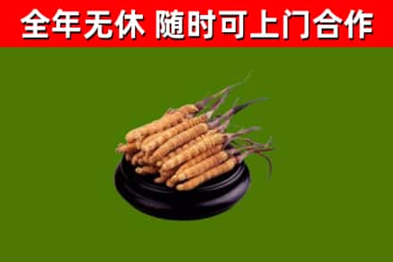 马村烟酒回收冬虫夏草.jpg